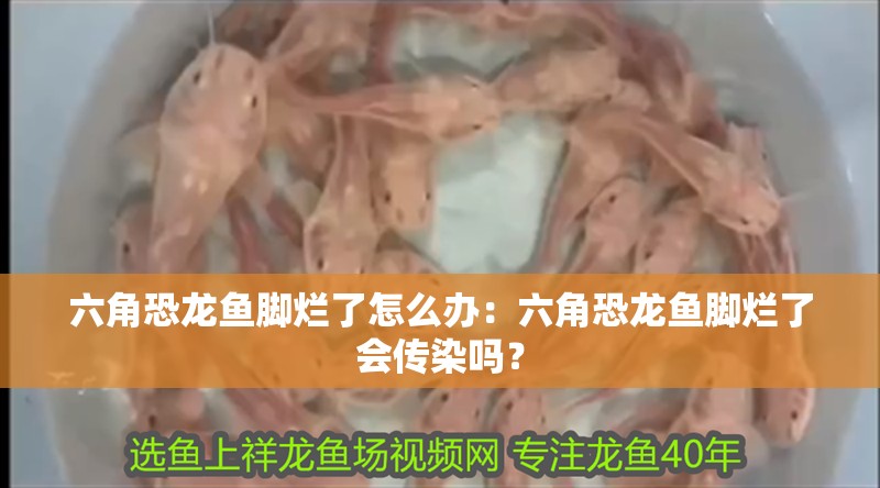 六角恐龍魚腳爛了怎么辦：六角恐龍魚腳爛了會傳染嗎？