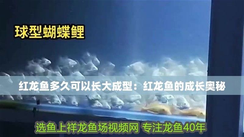 紅龍魚多久可以長大成型：紅龍魚的成長奧秘