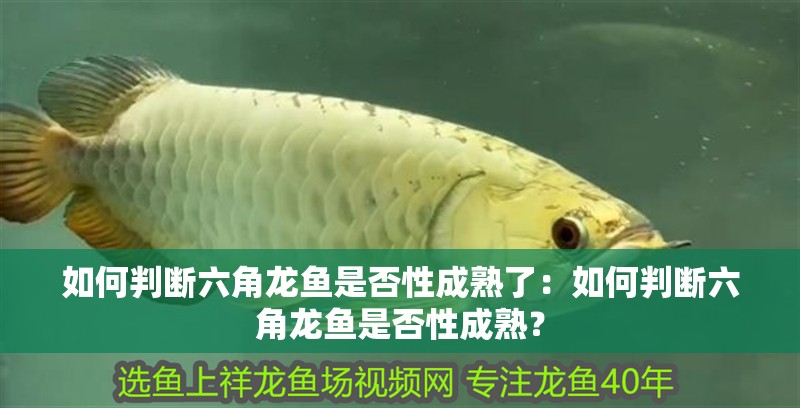 如何判斷六角龍魚是否性成熟了：如何判斷六角龍魚是否性成熟？