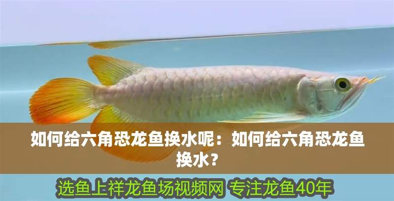 如何給六角恐龍魚換水呢：如何給六角恐龍魚換水？