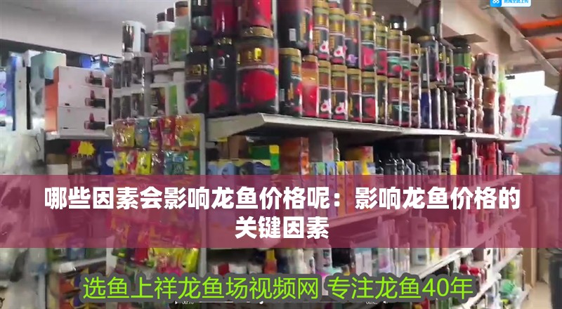 哪些因素會影響龍魚價格呢：影響龍魚價格的關鍵因素