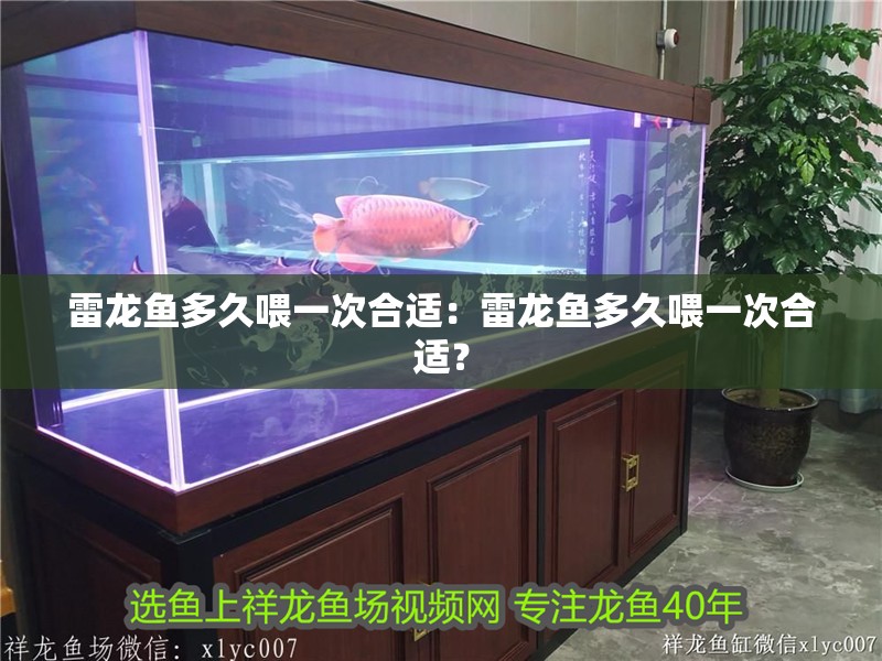 雷龍魚多久喂一次合適：雷龍魚多久喂一次合適？