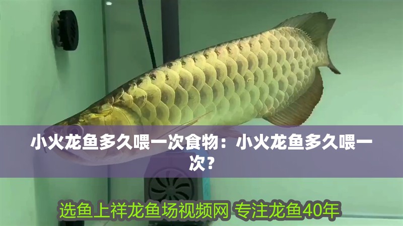 小火龍魚多久喂一次食物：小火龍魚多久喂一次？