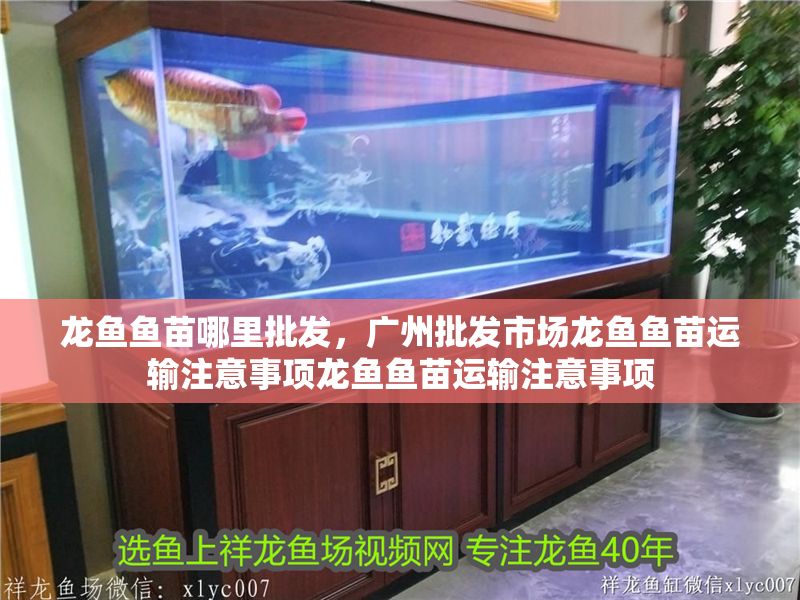 龍魚魚苗哪里批發，廣州批發市場龍魚魚苗運輸注意事項龍魚魚苗運輸注意事項
