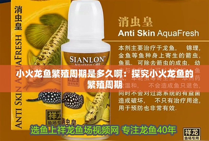 小火龍魚繁殖周期是多久?。禾骄啃』瘕堲~的繁殖周期