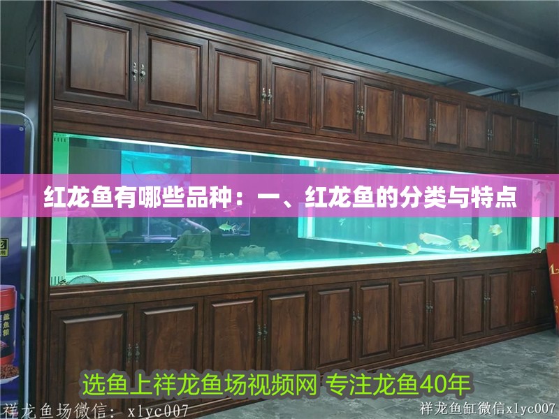 紅龍魚有哪些品種：一、紅龍魚的分類與特點