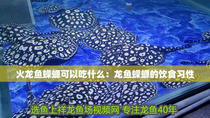火龍魚蠑螈可以吃什么：龍魚蠑螈的飲食習性