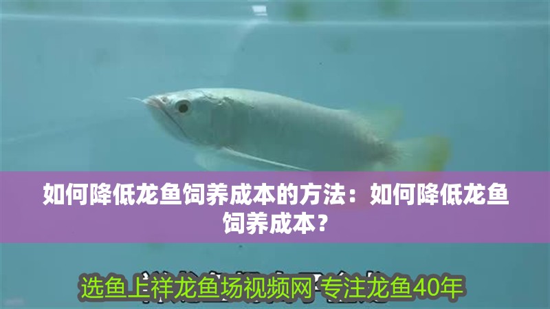 如何降低龍魚飼養(yǎng)成本的方法：如何降低龍魚飼養(yǎng)成本？