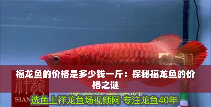 福龍魚的價格是多少錢一斤：探秘福龍魚的價格之謎