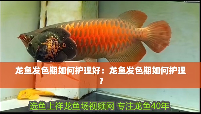 龍魚發色期如何護理好：龍魚發色期如何護理？