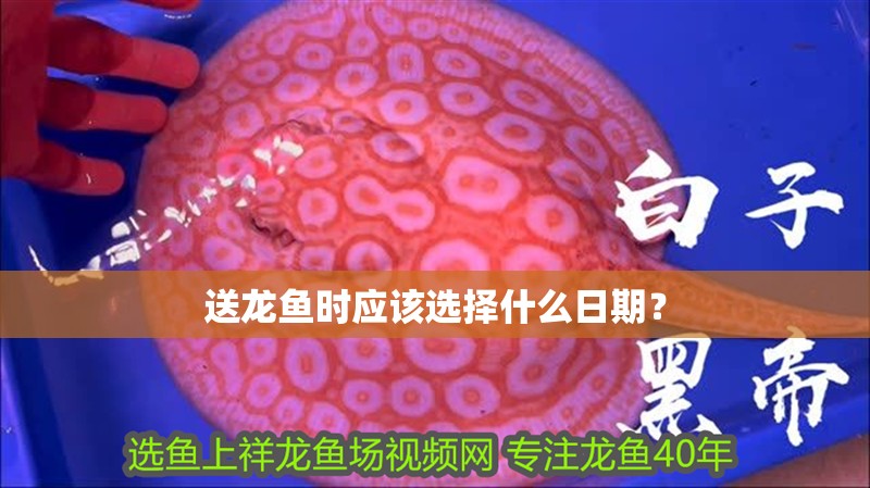 送龍魚時應該選擇什么日期？