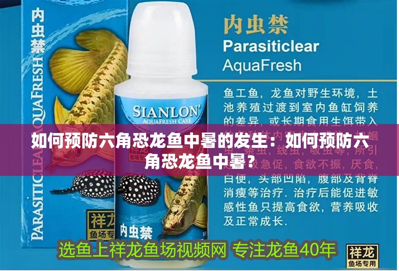 如何預防六角恐龍魚中暑的發生：如何預防六角恐龍魚中暑？