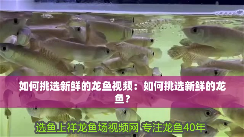 如何挑選新鮮的龍魚視頻：如何挑選新鮮的龍魚？
