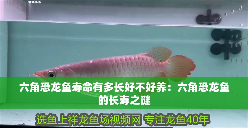 六角恐龍魚壽命有多長好不好養：六角恐龍魚的長壽之謎
