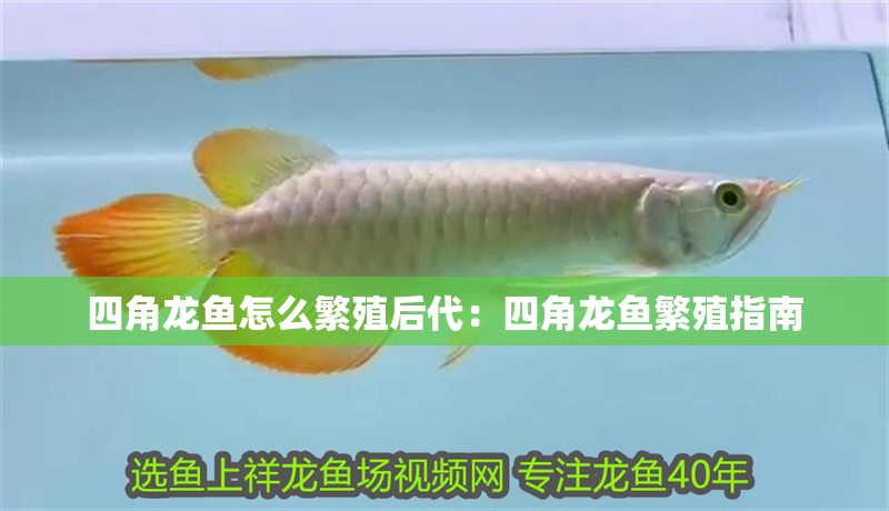 四角龍魚怎么繁殖后代：四角龍魚繁殖指南