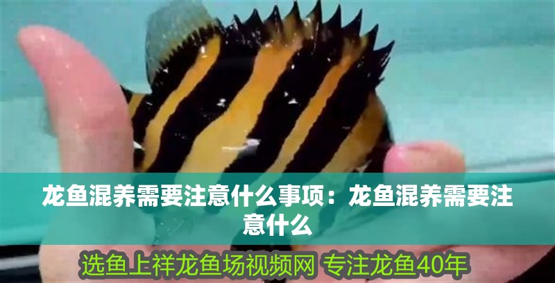 龍魚混養(yǎng)需要注意什么事項(xiàng)：龍魚混養(yǎng)需要注意什么