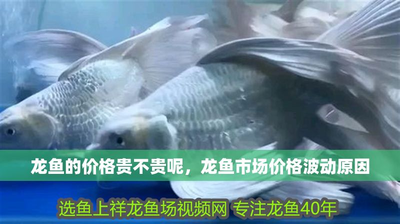 龍魚的價格貴不貴呢，龍魚市場價格波動原因