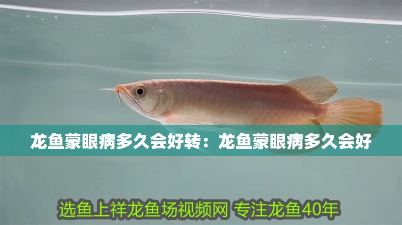 龍魚蒙眼病多久會(huì)好轉(zhuǎn)：龍魚蒙眼病多久會(huì)好