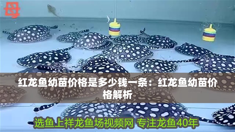 紅龍魚幼苗價格是多少錢一條：紅龍魚幼苗價格解析