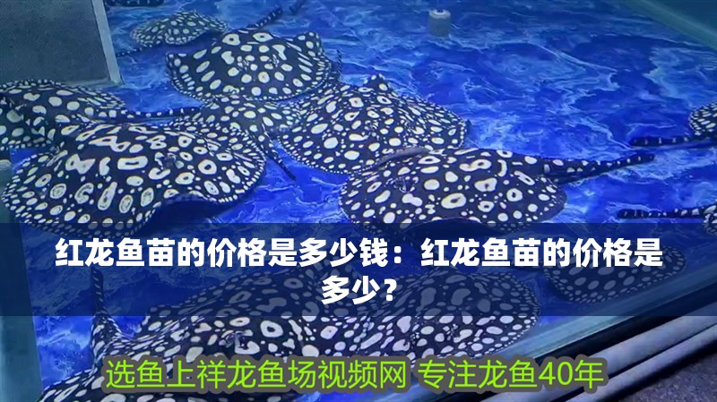 紅龍魚苗的價格是多少錢：紅龍魚苗的價格是多少？