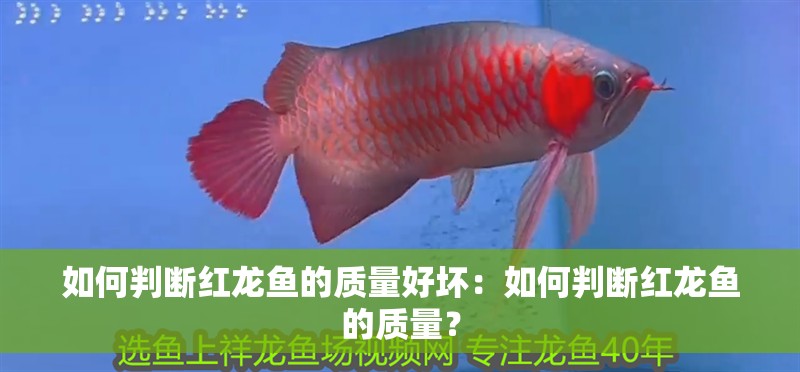 如何判斷紅龍魚的質量好壞：如何判斷紅龍魚的質量？