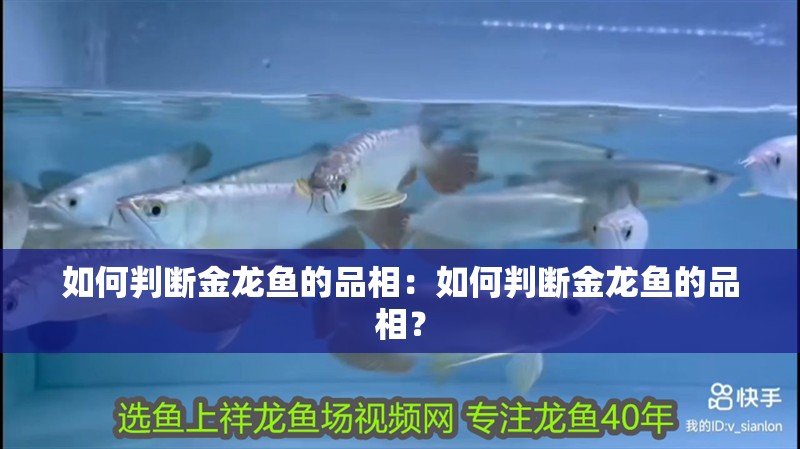 如何判斷金龍魚的品相：如何判斷金龍魚的品相？