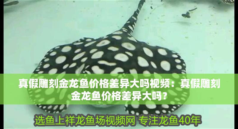 真假雕刻金龍魚價格差異大嗎視頻：真假雕刻金龍魚價格差異大嗎？