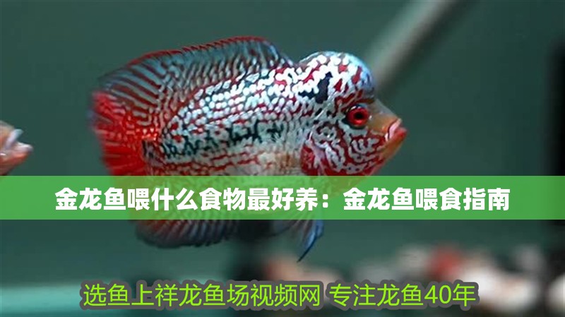 金龍魚喂什么食物最好養：金龍魚喂食指南 金龍魚喂什么食物最好養：金龍魚喂食指南 水族問答
