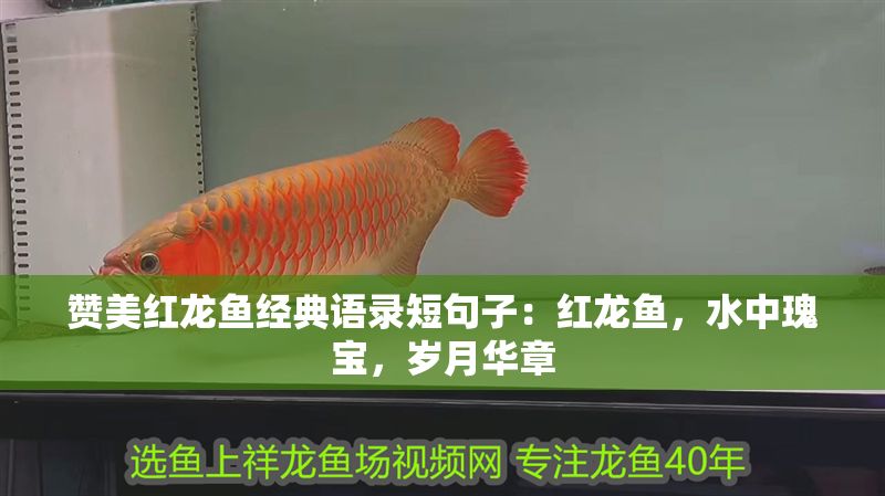 贊美紅龍魚經典語錄短句子：紅龍魚，水中瑰寶，歲月華章