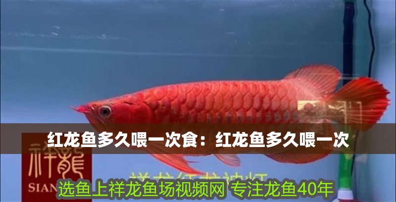 紅龍魚多久喂一次食：紅龍魚多久喂一次