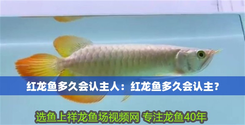 紅龍魚多久會認主人：紅龍魚多久會認主？