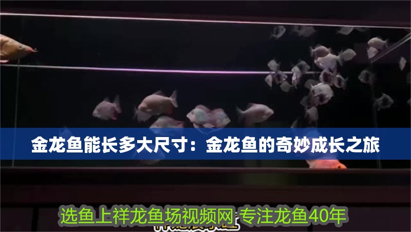 金龍魚能長多大尺寸：金龍魚的奇妙成長之旅