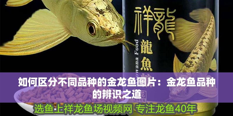 如何區(qū)分不同品種的金龍魚(yú)圖片：金龍魚(yú)品種的辨識(shí)之道