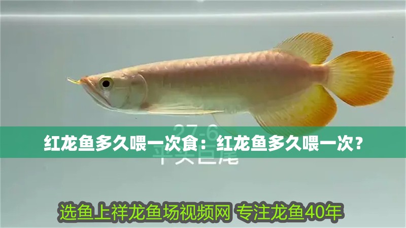 紅龍魚(yú)多久喂一次食：紅龍魚(yú)多久喂一次？