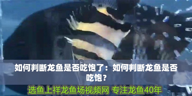 如何判斷龍魚(yú)是否吃飽了：如何判斷龍魚(yú)是否吃飽？