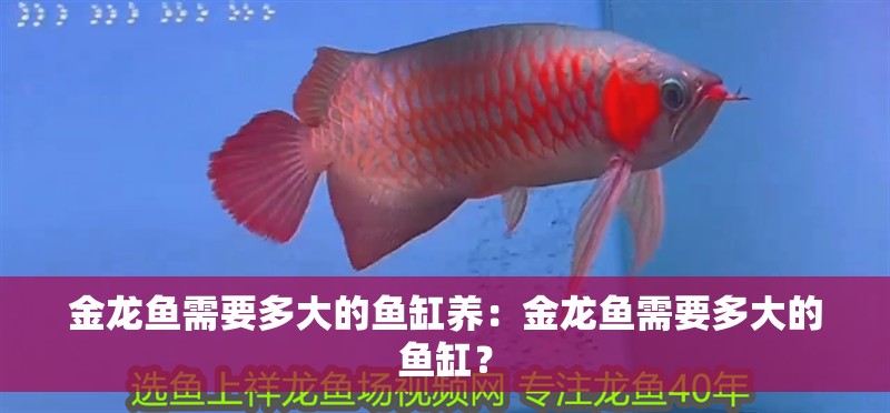 金龍魚需要多大的魚缸養(yǎng)：金龍魚需要多大的魚缸？