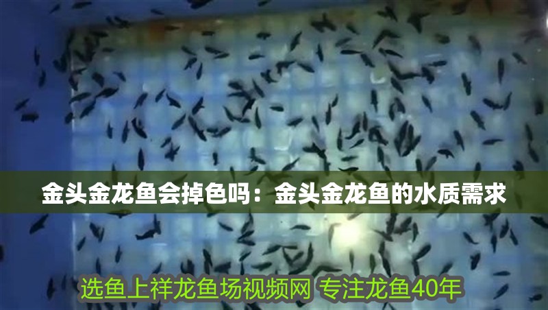 金頭金龍魚會掉色嗎：金頭金龍魚的水質需求