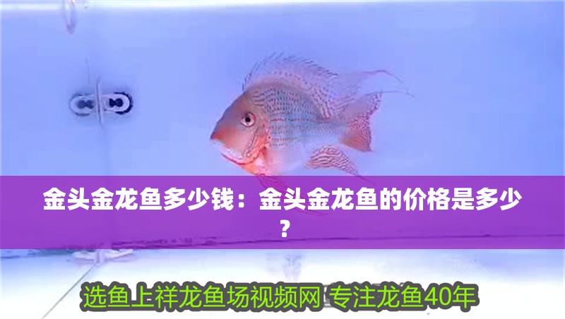 金頭金龍魚多少錢：金頭金龍魚的價格是多少？