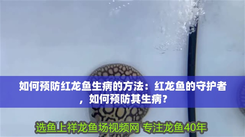 如何預防紅龍魚生病的方法：紅龍魚的守護者，如何預防其生病？