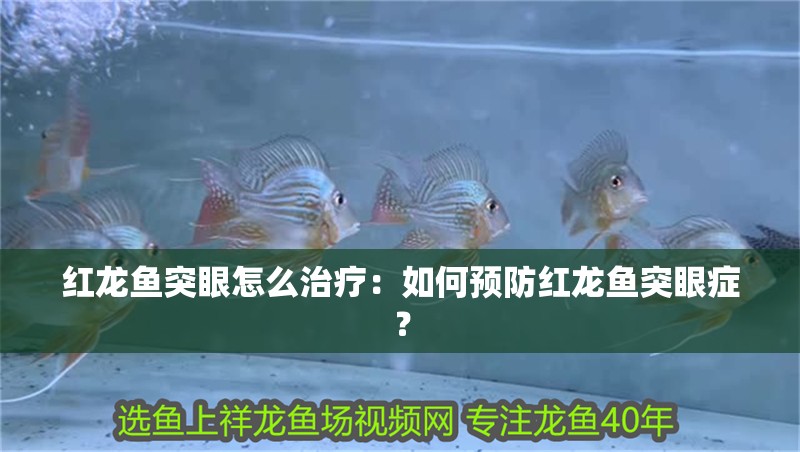 紅龍魚突眼怎么治療：如何預防紅龍魚突眼癥？ 紅龍魚突眼怎么治療：如何預防紅龍魚突眼癥？ 水族問答