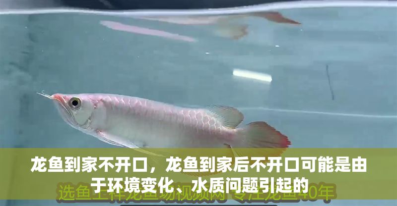 龍魚到家不開口，龍魚到家后不開口可能是由于環境變化、水質問題引起的