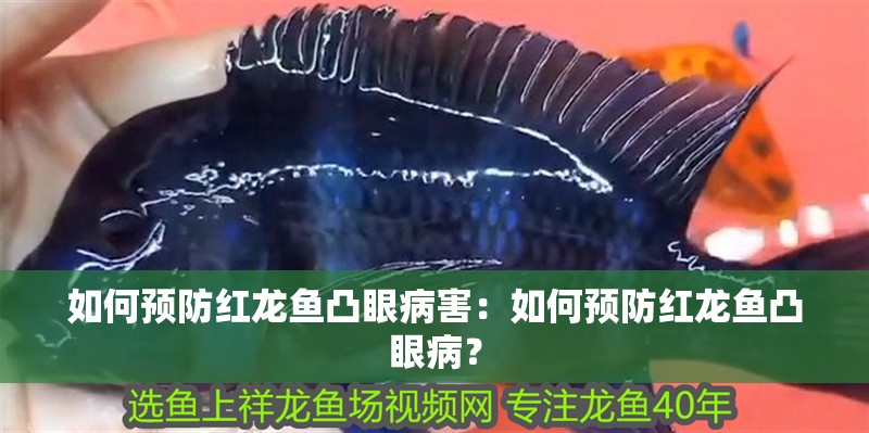 如何預防紅龍魚凸眼病害：如何預防紅龍魚凸眼病？