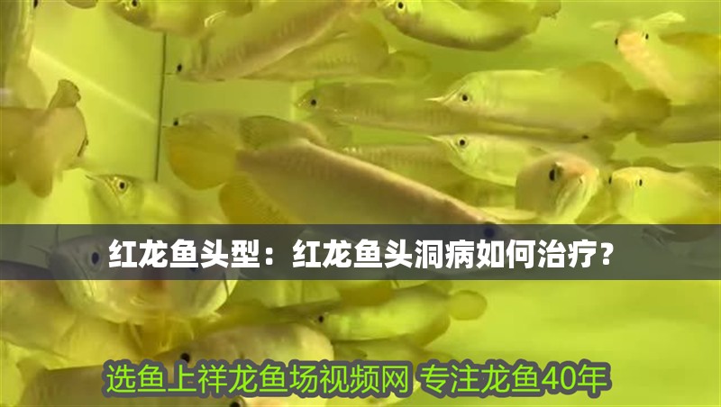 紅龍魚頭型：紅龍魚頭洞病如何治療？