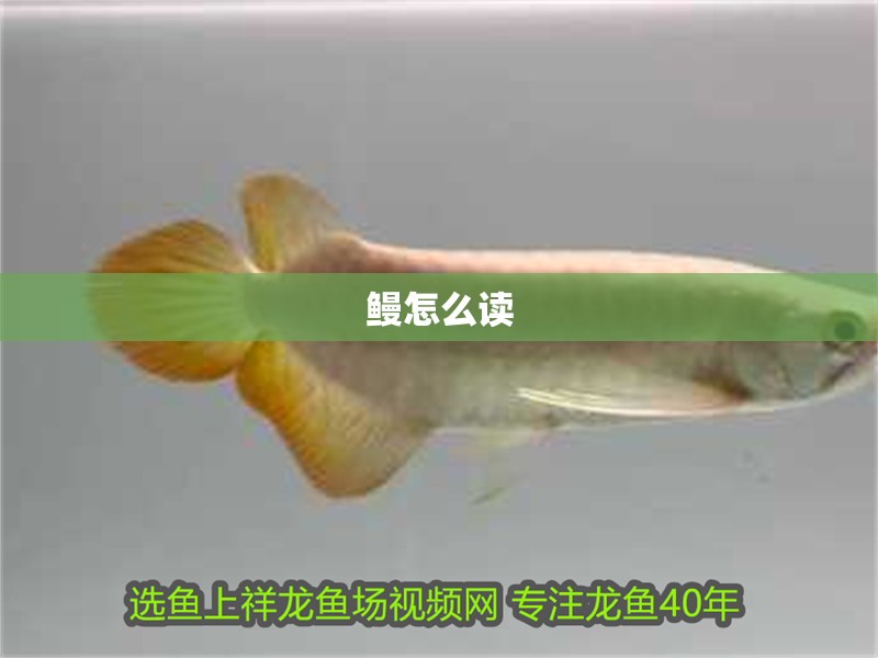 鰻怎么讀