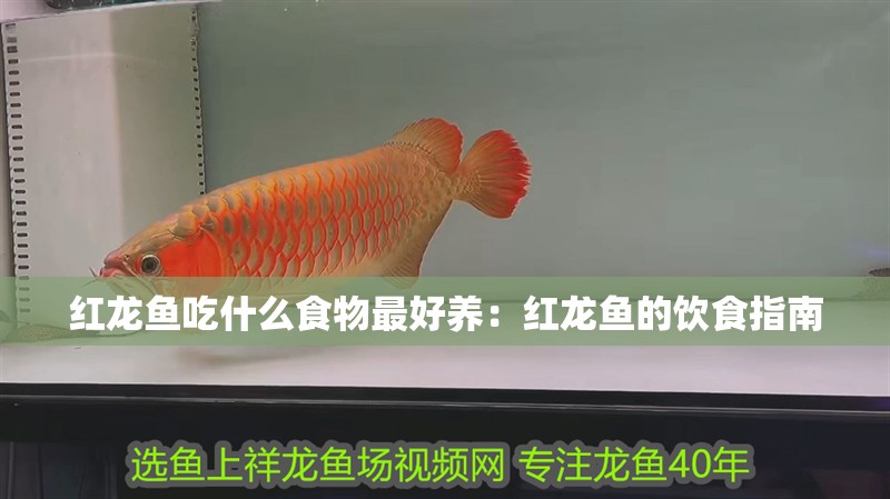 紅龍魚吃什么食物最好養：紅龍魚的飲食指南