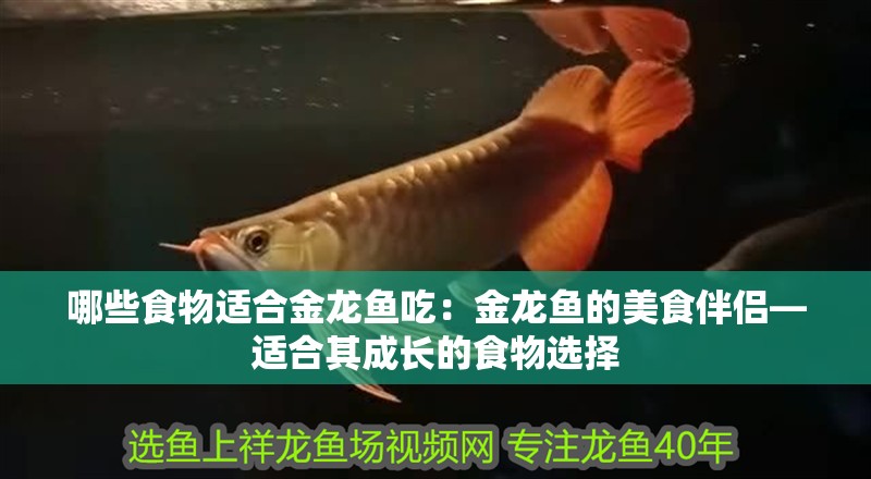 哪些食物適合金龍魚吃：金龍魚的美食伴侶—適合其成長的食物選擇
