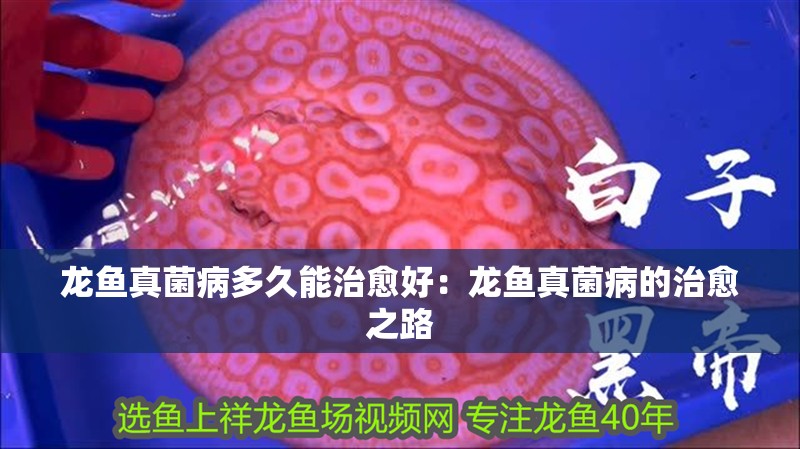 龍魚真菌病多久能治愈好：龍魚真菌病的治愈之路