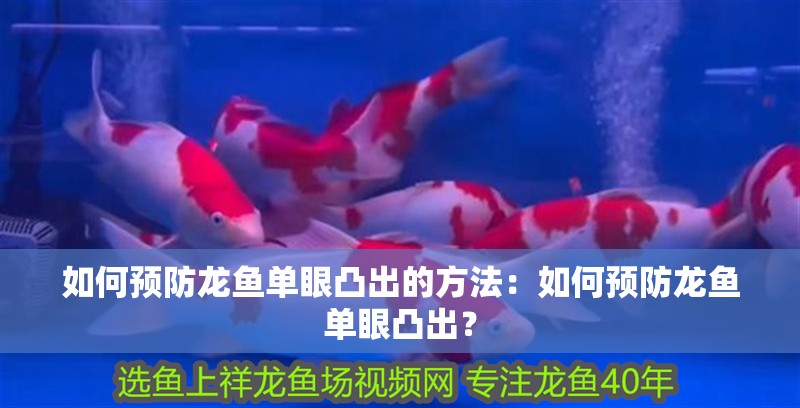 如何預防龍魚單眼凸出的方法：如何預防龍魚單眼凸出？