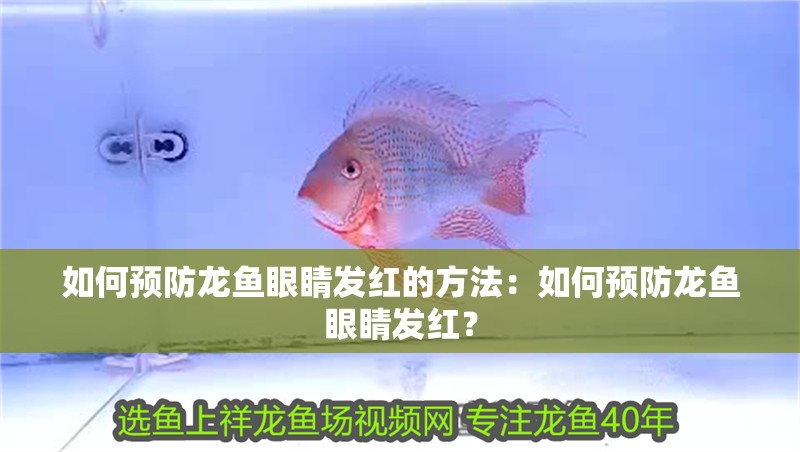 如何預防龍魚眼睛發紅的方法：如何預防龍魚眼睛發紅？