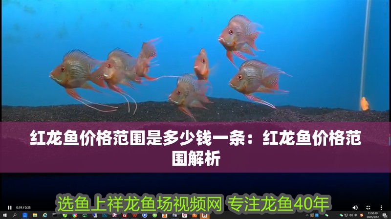 紅龍魚價格范圍是多少錢一條：紅龍魚價格范圍解析